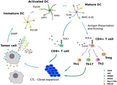 Dynamical Boolean Modeling of Immunogenic Cell Death